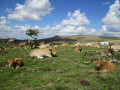 Oh, les vaches ! Oh, les vaches !