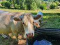 Vache et veau