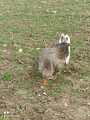 Oie dans champs de ble