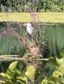 Un des oiseaux aper&ccedil;us sur le Loing