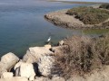 Randonnée en Camargue aux Saintes-Marie-de-la-Mer Randonnée en Camargue aux Saintes-Marie-de-la-Mer