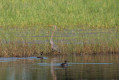 Oiseaux de la Dombes