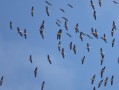 Oiseaux migrateurs au-dessus de la vallée de la Hazienne