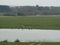 Oiseaux Oiseaux