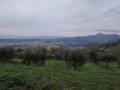 Oliveraie