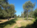 Oliveraie
