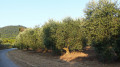 Olivettes
