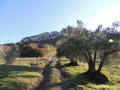 Oliviers devant le rocher St-Julien Oliviers devant le rocher St-Julien