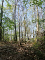 On rentre dans la forêt