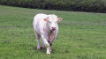 Charolais