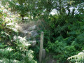 One of the step stiles over a hedge