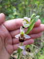 Ophrys abeille