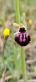 ophrys abeille