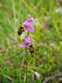 Ophrys abeille