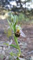 ophrys apifera