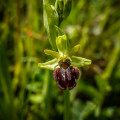Ophrys araignée