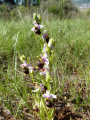 Ophrys bourdon