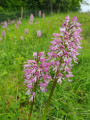 Orchid