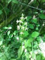 Orchidée blanche