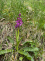 Orchidée en début de floraison