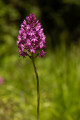 Orchidée sur le chemin