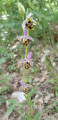 Orchidée sauvage