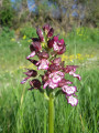 Sentier des orchidées à Villasavary