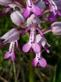 Orchidée singe