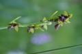 Orchidee sur le trajet