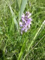 Orchidée
