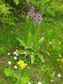 Orchidée