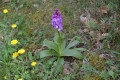 Orchidée