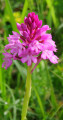 Orchid