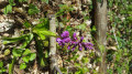 Orchidée Orchidée
