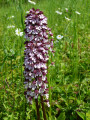 Orchideen im Naturschutzgebiet