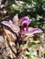 Orchid&eacute;es sauvages, des &laquo; Limodores &agrave; feuilles avort&eacute;es &raquo;