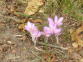Orchidées