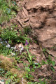 Orchidées Orchidées