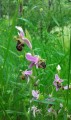 Orchidées Orchidées
