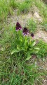 Orchidées