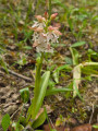 Orchidées