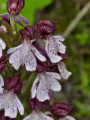 Sentier des orchidées à Villasavary Sentier des orchidées à Villasavary