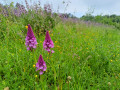 Orchid&eacute;es