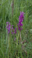 Orchidées