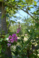 Orchidées