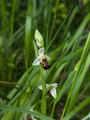 Orchis bécasse