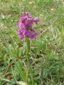 Orchis bouffon Orchis bouffon