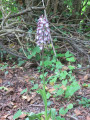 Orchis Brûlé