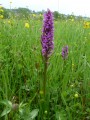Orchis de mai