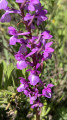 Orchis des marais